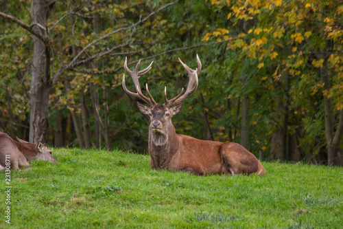 Mächtiger Rothirsch (Cervus elaphus) auf Hügel