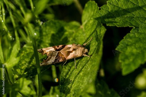 Achateule