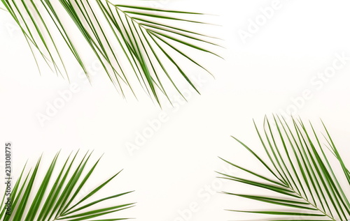 tropical green palm branches pattern frame on a white background. top view.copy space.abstract.