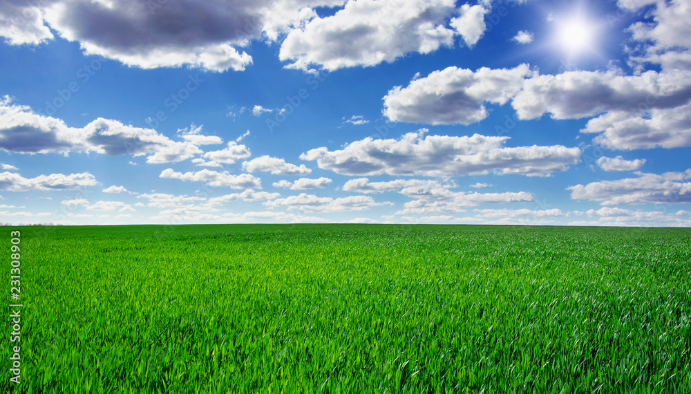 Image of green grass field and bright blue sky