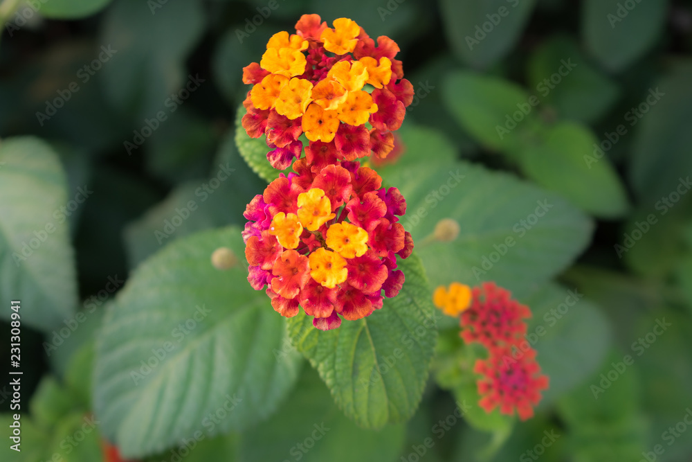 Fleurs colorées Fleurs colorées