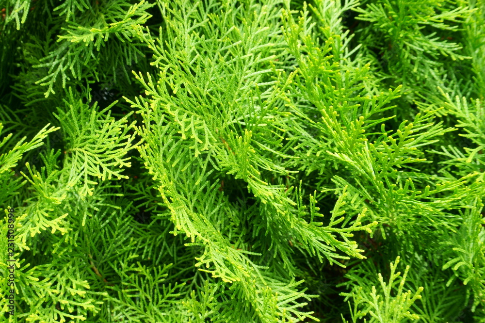 Natural needles backdrop. Beautiful green christmas leaves of Thuja trees Natural needles backdrop. Beautiful green christmas leaves of Thuja trees
