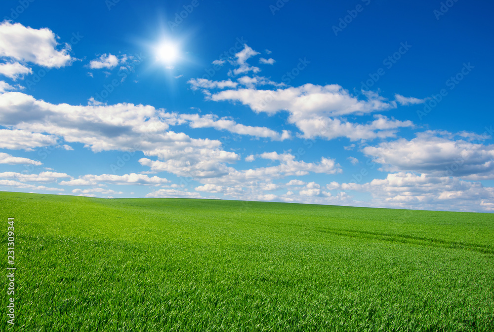 Image of green grass field and bright blue sky Image of green grass field and bright blue sky
