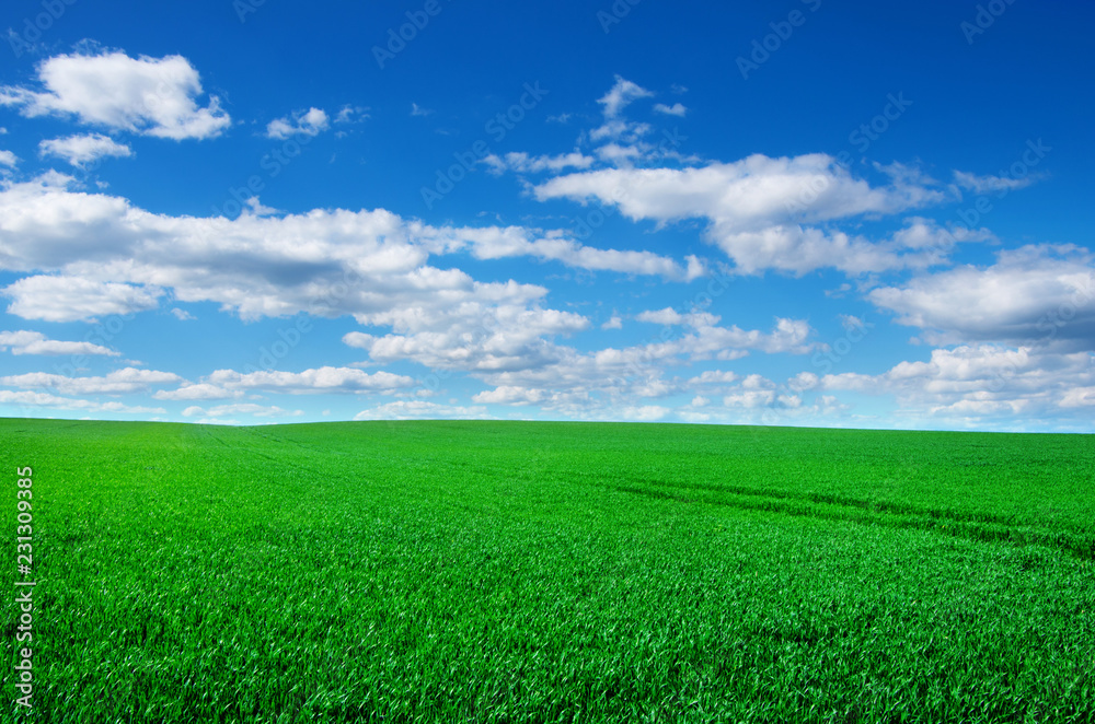 Image of green grass field and bright blue sky Image of green grass field and bright blue sky