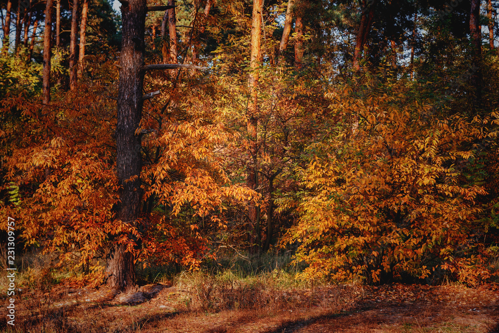 Fototapeta premium jesienny las