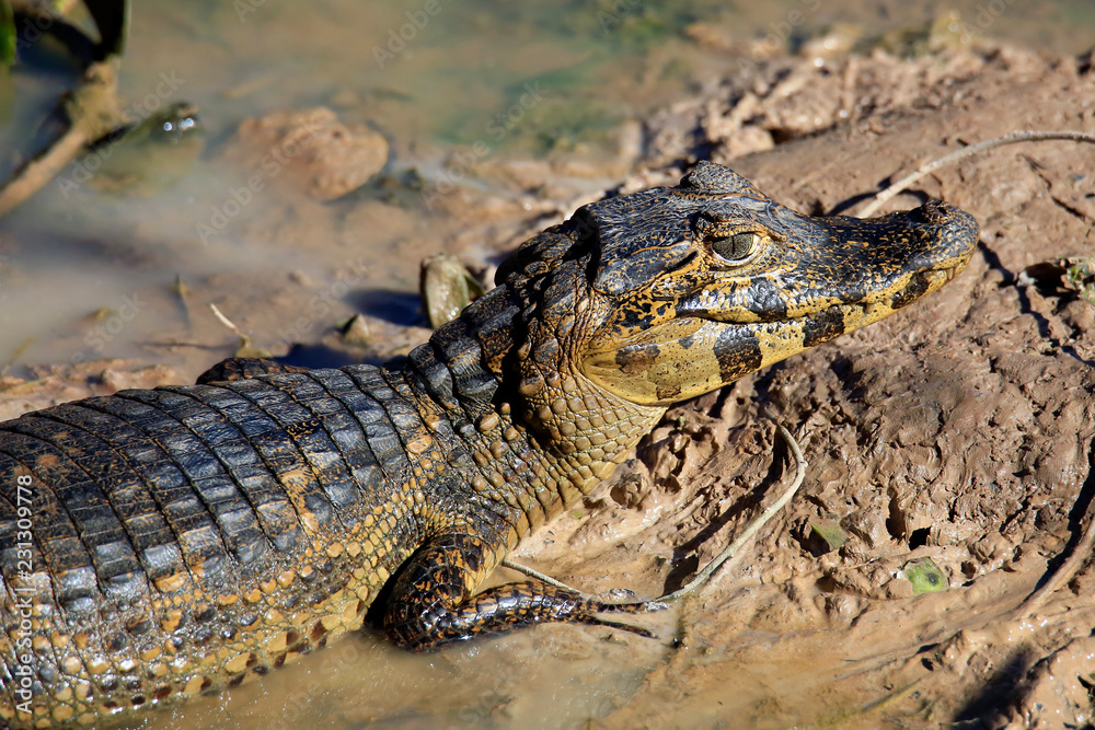 Close-up of a Yacare Caiman (Caiman yacare) Lying in Mud. Rio Claro, Pantanal, Brazil Close-up of a Yacare Caiman (Caiman yacare) Lying in Mud. Rio Claro, Pantanal, Brazil
