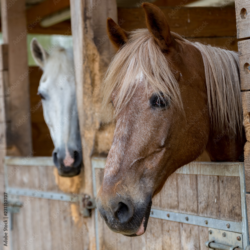 Obraz premium chevaux