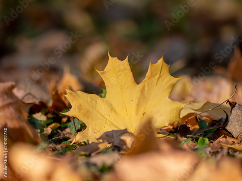 Dry maple leaf on the ground. Autumn maple leaf closeup. Yellow maple leaf closeup.