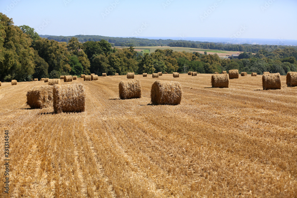 Straw from cereals as a natural background
