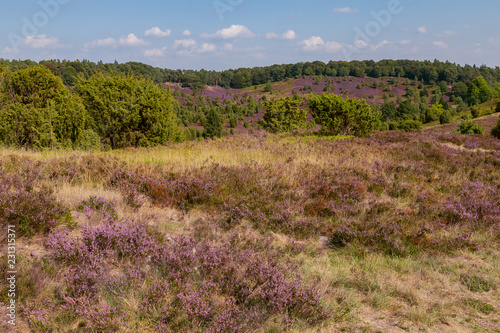 heathland Lüneburger Heide