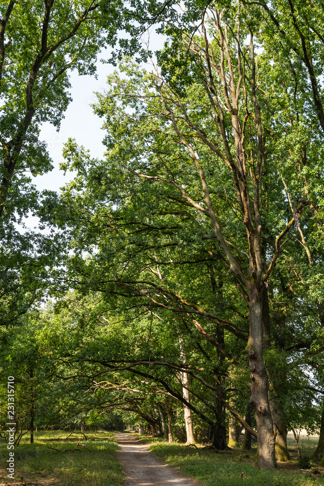 heathland Lüneburger Heide heathland Lüneburger Heide