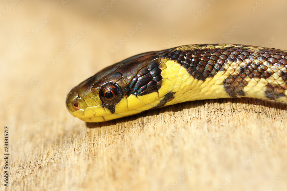 detail of juvenile colorful Zamenis longissimus detail of juvenile colorful Zamenis longissimus