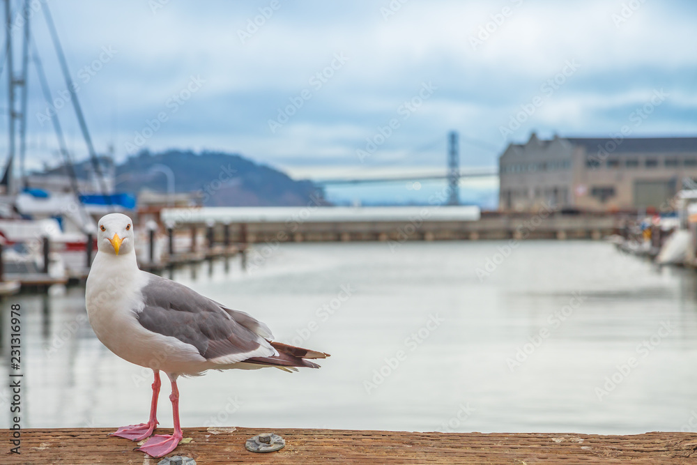 Φωτογραφία Seagull at Pier 39 in Fisherman's Wharf, San Francisco, California, United States