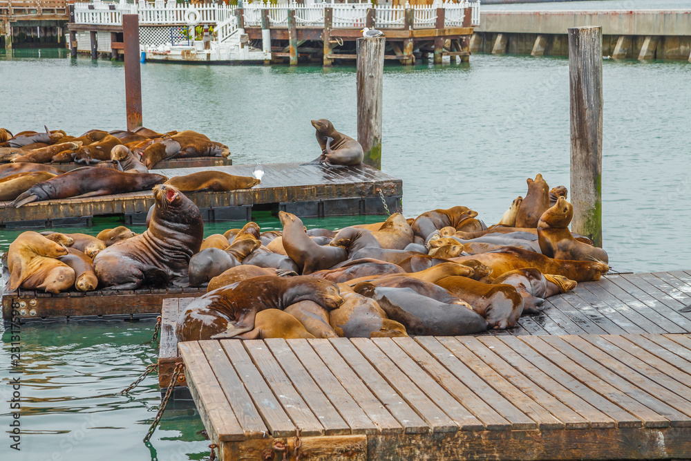 Naklejka premium Kolonia lwów morskich spoczywająca na platformie przy San Francisco Pier 39, Kalifornia, Stany Zjednoczone. Molo 39 znajduje się na skraju dzielnicy Fisherman's Wharf. Popularna atrakcja miasta.