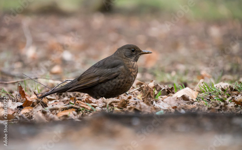 Thrush on the ground. Common blackbird on the ground.