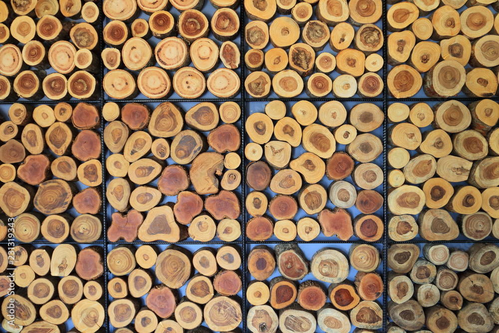 Cut tree trunk decoration for wall and background surface Cut tree trunk decoration for wall and background surface