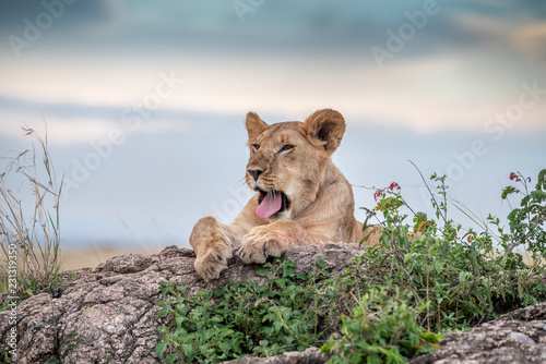Fototapeta Naklejka Na Ścianę i Meble -  Cute lion cub