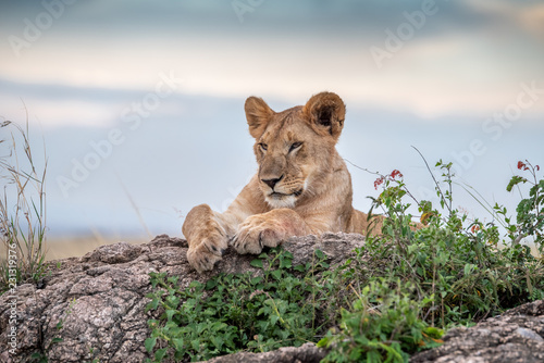 Fototapeta Naklejka Na Ścianę i Meble -  Cute lion cub