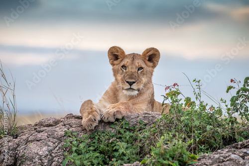 Fototapeta Naklejka Na Ścianę i Meble -  Cute lion cub