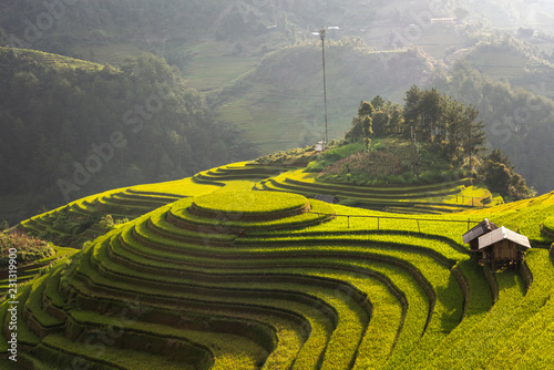 landscape rice fields on terraced of Mu Cang Chai, YenBai, Vietnam


 photo