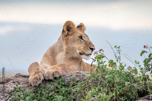 Fototapeta Naklejka Na Ścianę i Meble -  Cute lion cub