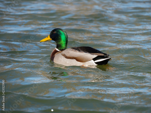 Mallard on the water. Wild duck on the lake.