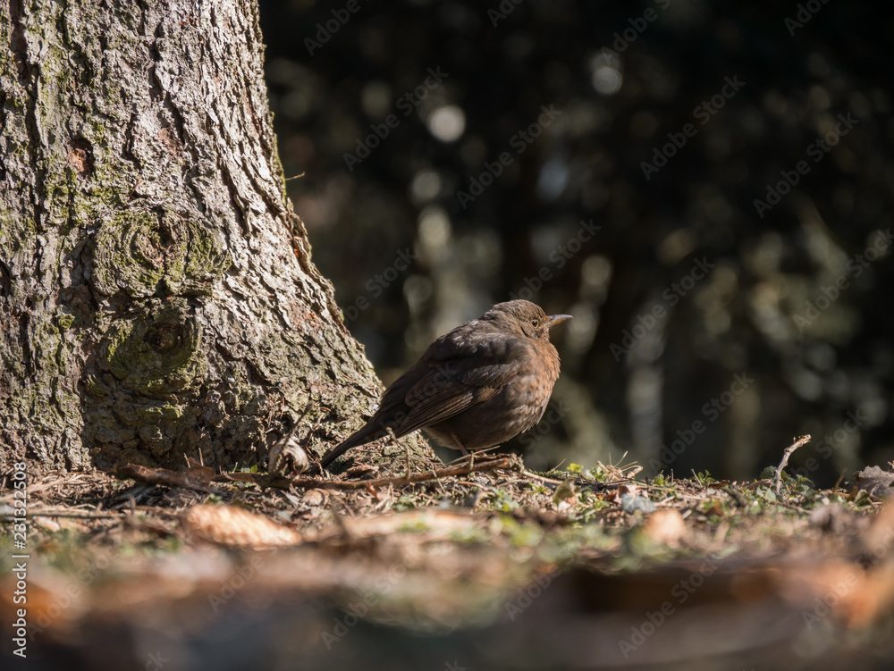 Blackbird under the tree. Blackbird on the ground. Blackbird under the tree. Blackbird on the ground.