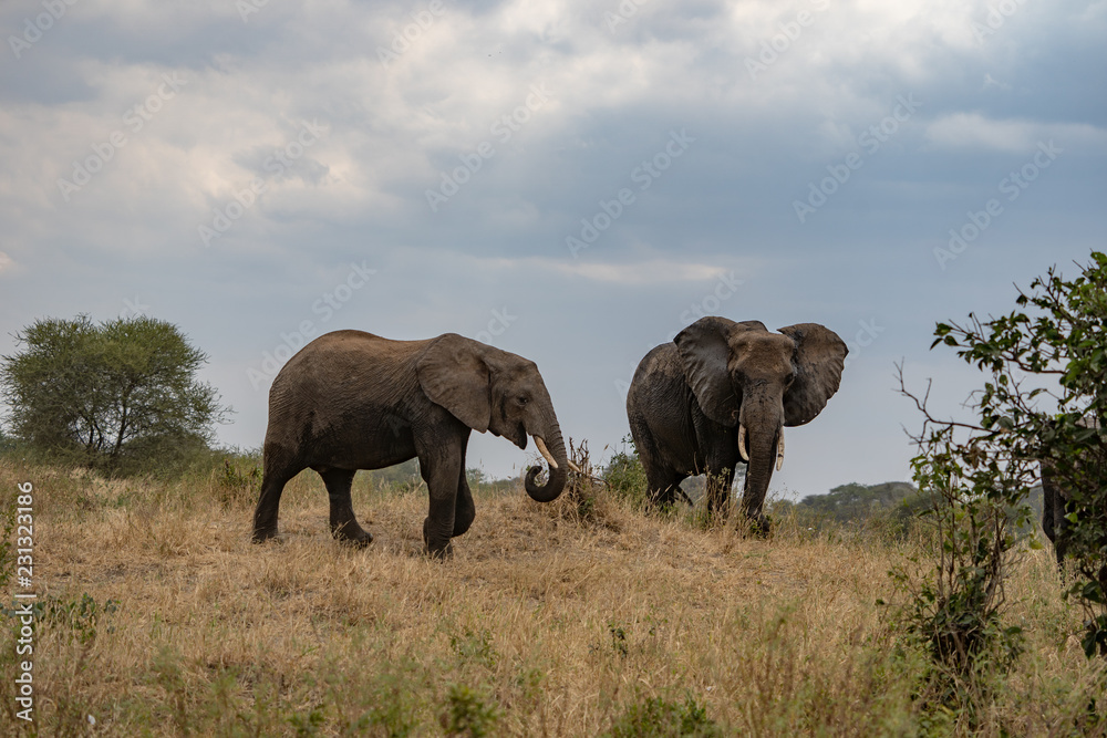 Couple d'éléphants ciel nuageux Couple d'éléphants ciel nuageux