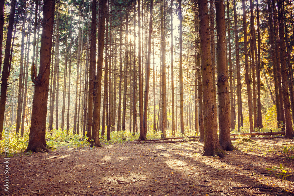 Obraz premium Trees in the forest, many pines in autumn