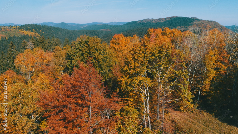 Fototapeta premium aerial flying abouve forest in autumn with colorful red and yellow trees on sunny day