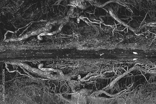 tree roots photo