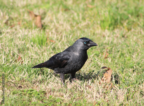 Black crow on the grass