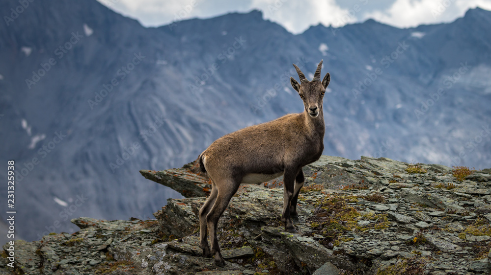 Closeup of a chamois on Monto Scorluzzo, Italian Alps Closeup of a chamois on Monto Scorluzzo, Italian Alps