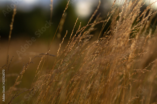 autumn grass © kalina_kalina