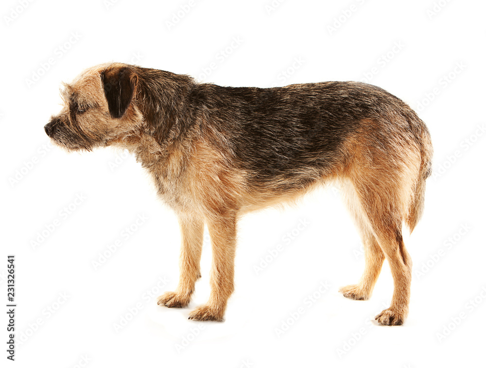 Border Terrier nearly asleep on her feet, side view and standing, white background Border Terrier nearly asleep on her feet, side view and standing, white background