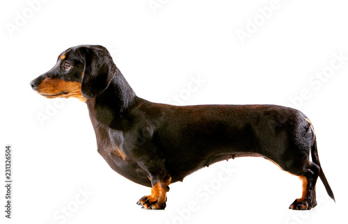 Miniature Dachshund puppy in show pose, side view on white background