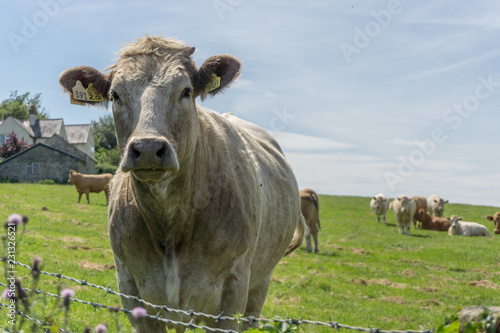 A cow wonders over from the heard and poses for a picture 
