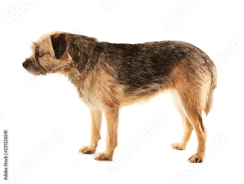 Border Terrier nearly asleep on her feet, side view and standing, white background