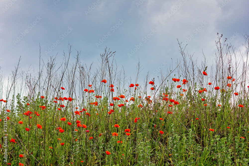 Green summer meadow with red poppies Against the sky