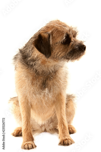 Fototapeta Naklejka Na Ścianę i Meble -  Border Terrier, sitting front on and looking to side with head slightly tilted