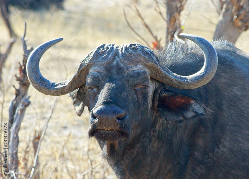 Close up of a Female Cape Buffalo (Syncerus caffer) face looking directly in to camera. Hwange National Park, Zimbabwe