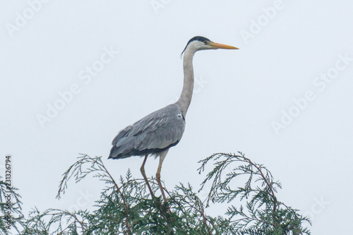 Heron perched on top of a tree
