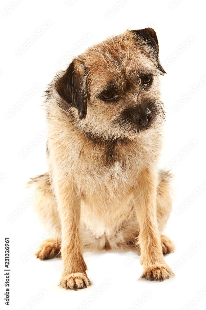 Sitting Border Terrier looking at something on floor in front Sitting Border Terrier looking at something on floor in front