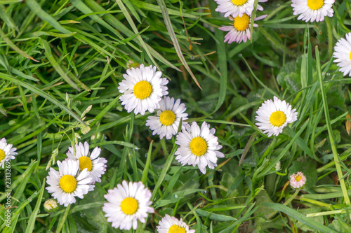 Daisy's in the summer sun