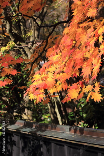 日本の紅葉　秋　風景　鮮やかな色