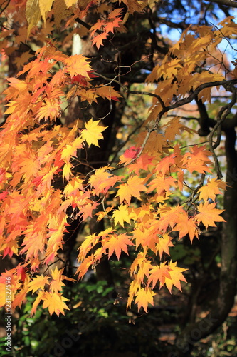 鮮やかな紅葉