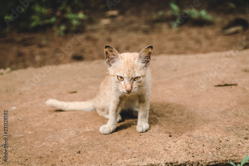 Photography Cat look with yellow eyes