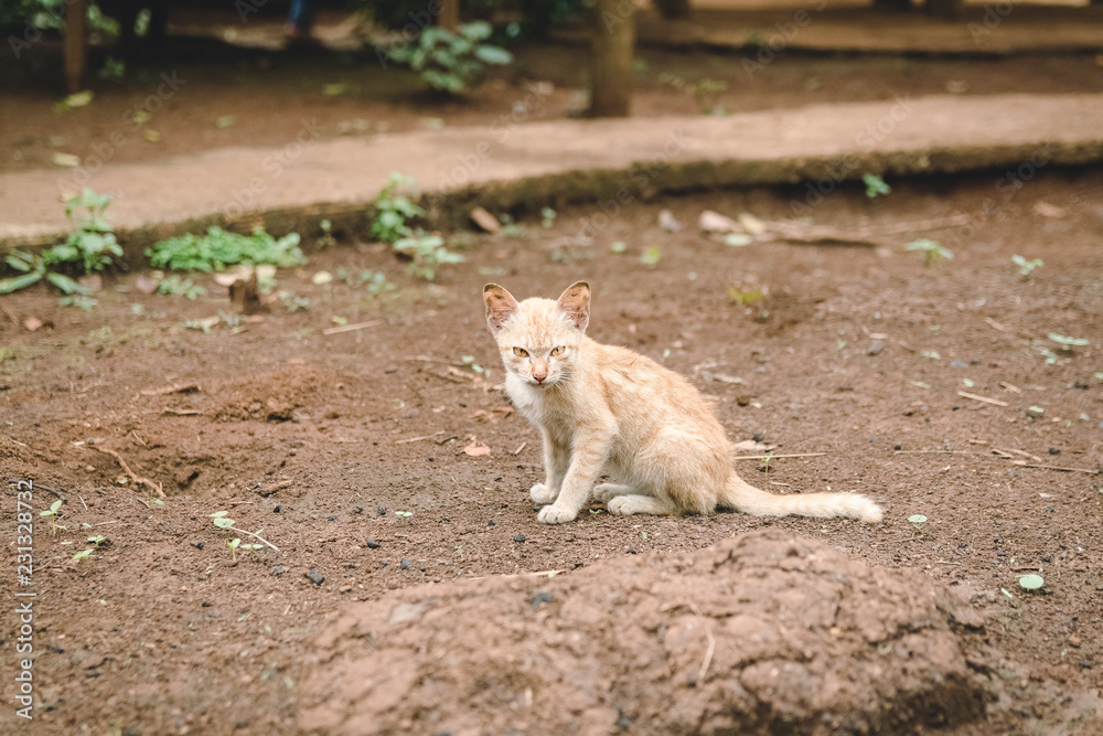 Cat look Cat look with yellow eyes