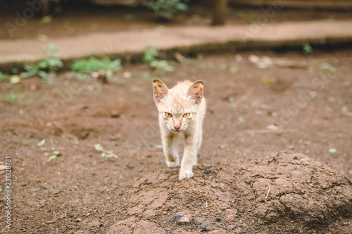 Cuadro en lienzo Cat look approaching with yellow eyes
