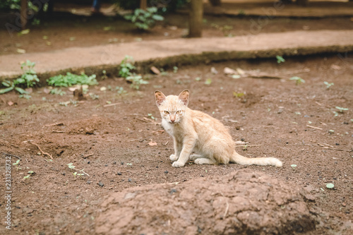Konstfotografi Cat look Cat look with yellow eyes